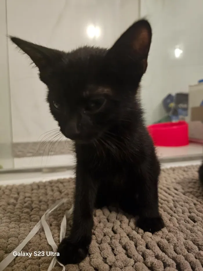 Gato raça SRD-ViraLata idade Abaixo de 2 meses nome Midas