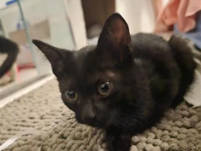 Gato raça SRD-ViraLata idade Abaixo de 2 meses nome Midas