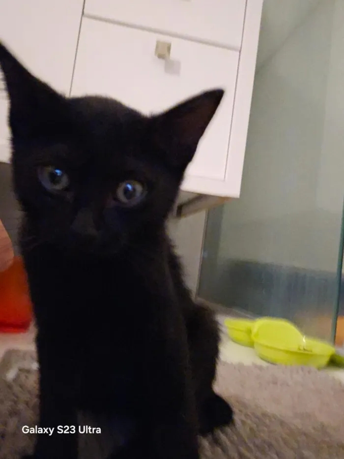 Gato raça SRD-ViraLata idade Abaixo de 2 meses nome Onix