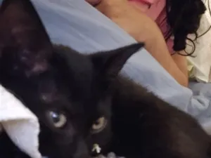 Gato raça SRD-ViraLata idade Abaixo de 2 meses nome Onix