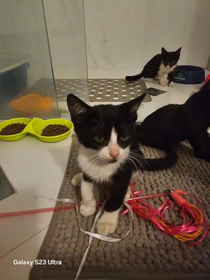 Gato raça SRD-ViraLata idade Abaixo de 2 meses nome Raven