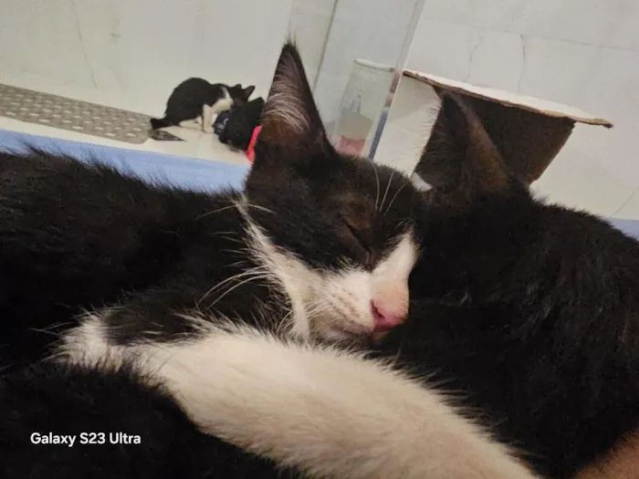 Gato raça SRD-ViraLata idade Abaixo de 2 meses nome Raven