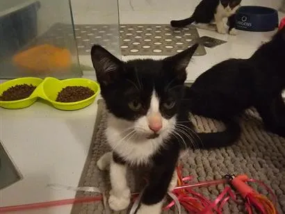 Gato raça SRD-ViraLata idade Abaixo de 2 meses nome Raven