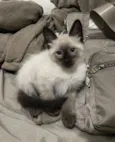 Kovu