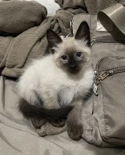 Gato raça Siamês idade 2 a 6 meses nome Kovu