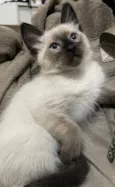 Kovu