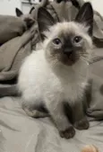 Kovu