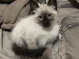 Kovu