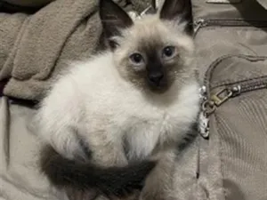 Gato raça Siamês idade 2 a 6 meses nome Kovu