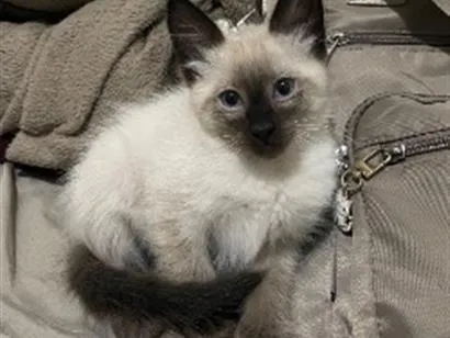 Gato raça Siamês idade 2 a 6 meses nome Kovu