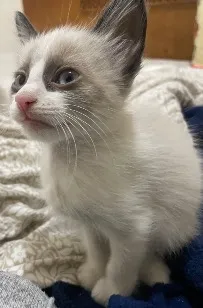 Gato raça Siamês idade 2 a 6 meses nome Safira