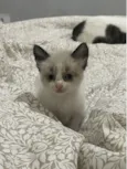 Safira