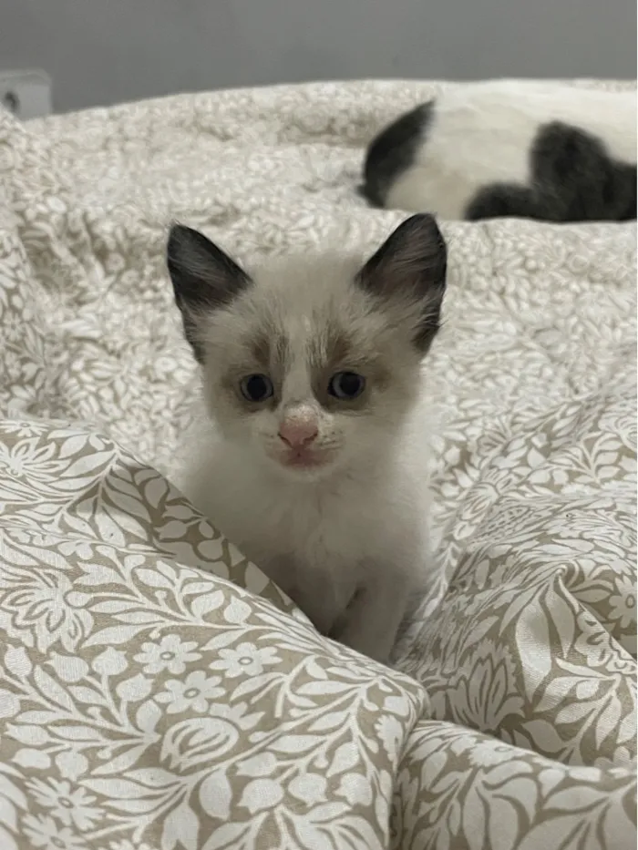 Gato raça Siamês idade 2 a 6 meses nome Safira