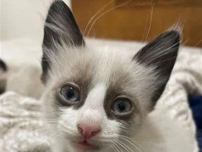 Gato raça Siamês idade 2 a 6 meses nome Safira