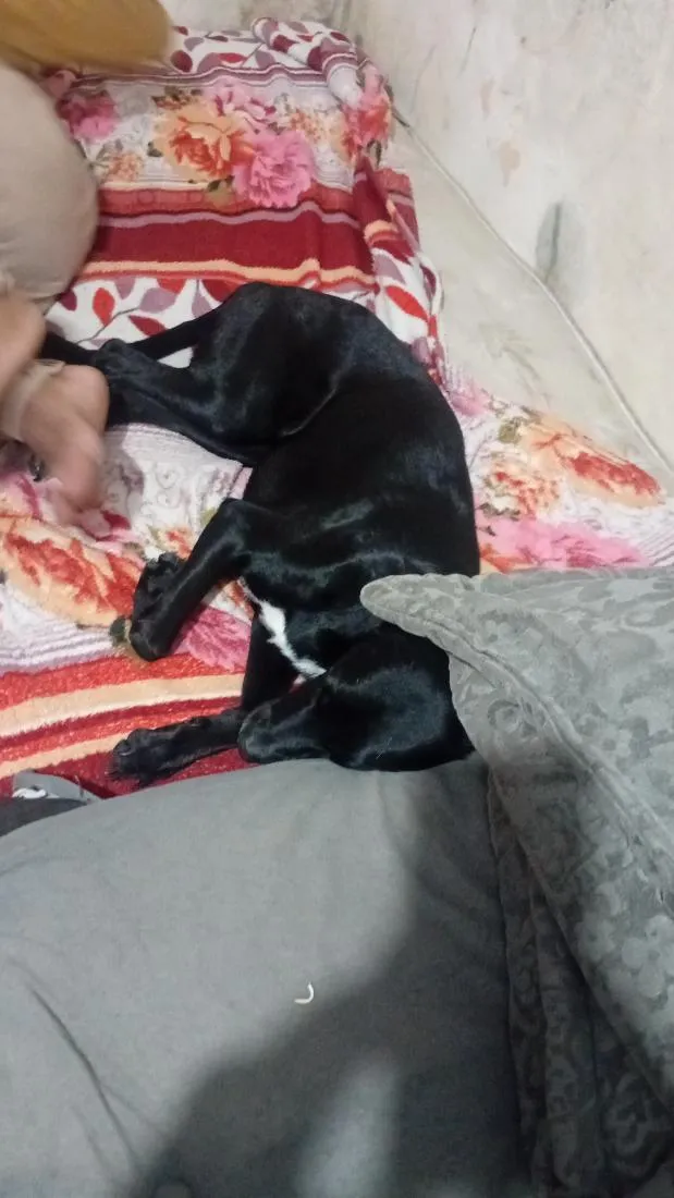 Cachorro raça SRD-ViraLata idade 6 ou mais anos nome boby