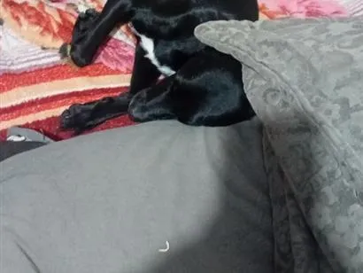Cachorro raça SRD-ViraLata idade 6 ou mais anos nome boby