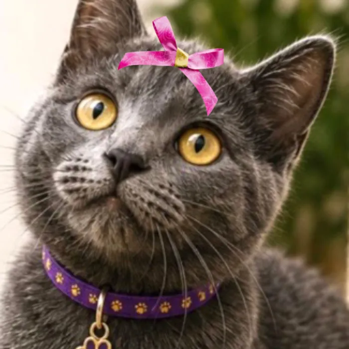 Gato raça SRD-ViraLata idade 2 a 6 meses nome Ayla