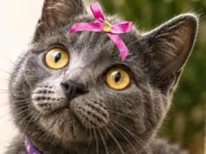 Gato raça SRD-ViraLata idade 2 a 6 meses nome Ayla