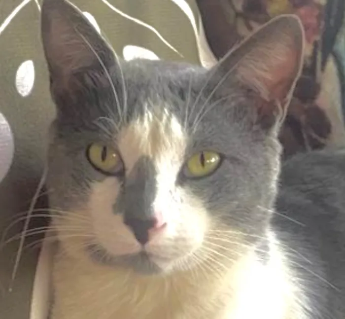 Gato raça SRD-ViraLata idade 7 a 11 meses nome Norberty