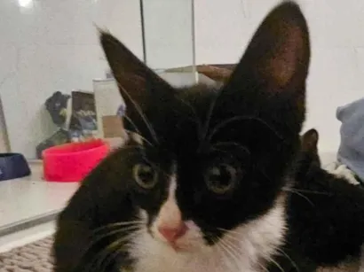 Gato raça SRD-ViraLata idade Abaixo de 2 meses nome Spark