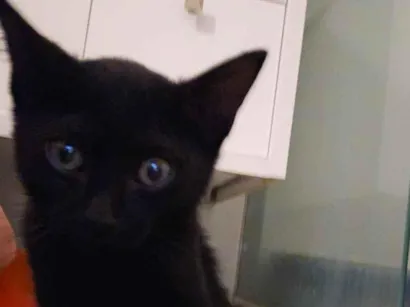 Gato raça SRD-ViraLata idade Abaixo de 2 meses nome Onix
