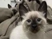 Gato raça Siamês idade 2 a 6 meses nome Kovu