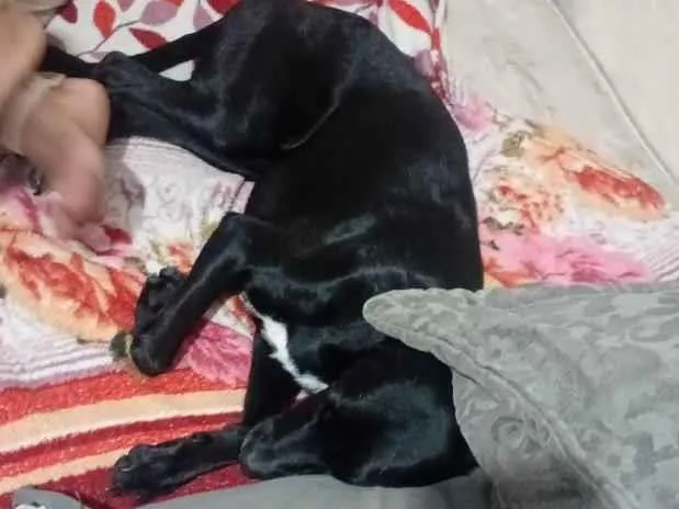 Cachorro raça SRD-ViraLata idade 6 ou mais anos nome boby