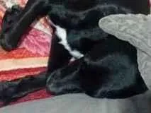 Cachorro raça SRD-ViraLata idade 6 ou mais anos nome boby