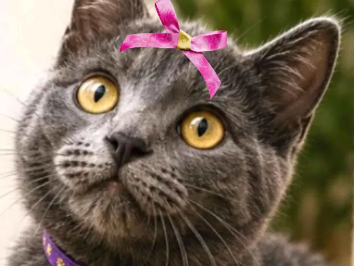 Gato raça SRD-ViraLata idade 2 a 6 meses nome Ayla