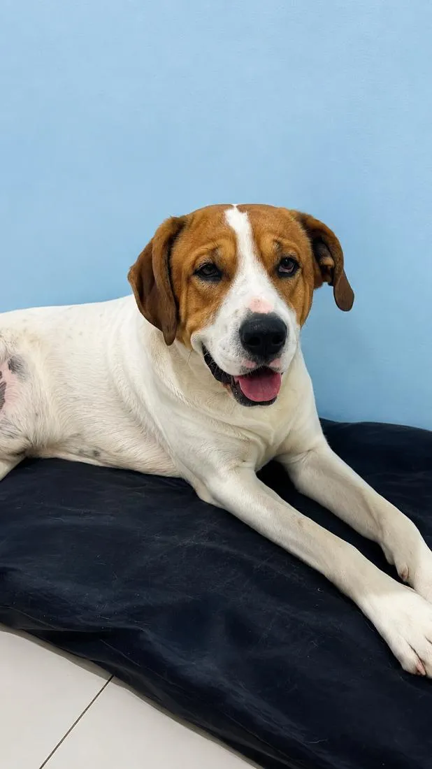 Cachorro raça SRD-ViraLata idade 2 anos nome Teodoro