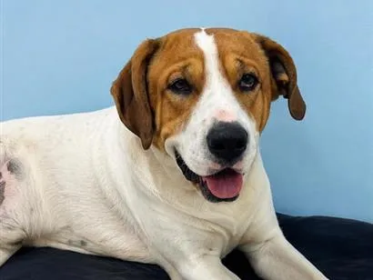 Cachorro raça SRD-ViraLata idade 2 anos nome Teodoro