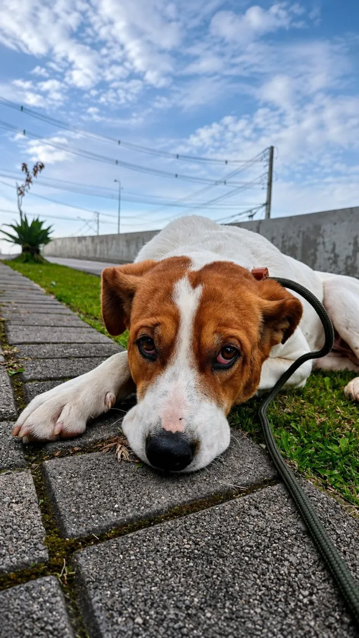 Cachorro raça SRD-ViraLata idade 2 anos nome Teodoro