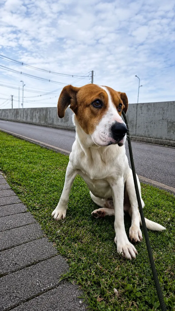 Cachorro raça SRD-ViraLata idade 2 anos nome Teodoro