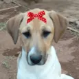 Maya