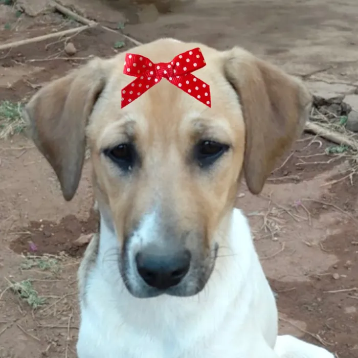 Cachorro raça SRD-ViraLata idade 2 a 6 meses nome Maya