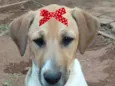 Maya