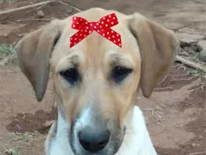 Cachorro raça SRD-ViraLata idade 2 a 6 meses nome Maya