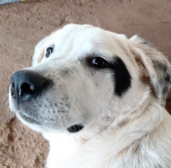 Cachorro raça SRD-ViraLata idade 2 a 6 meses nome Duque