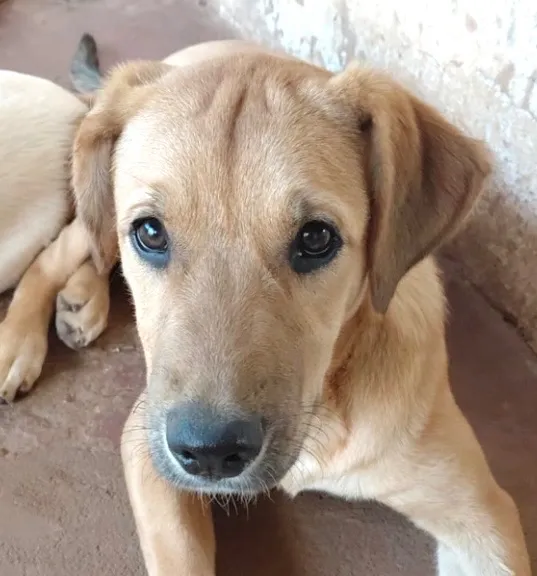 Cachorro raça SRD-ViraLata idade 2 a 6 meses nome Fred
