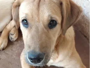 Cachorro raça SRD-ViraLata idade 2 a 6 meses nome Fred