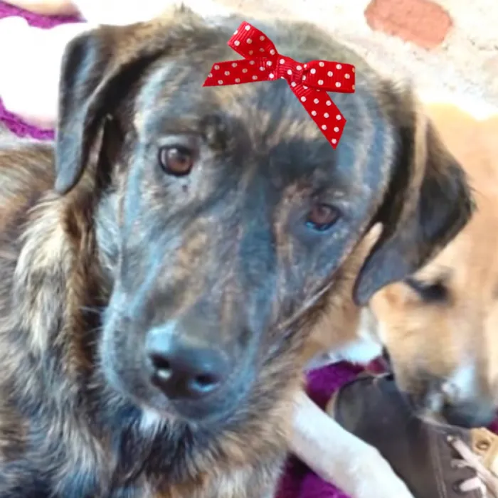 Cachorro raça SRD-ViraLata idade 2 a 6 meses nome Priscila