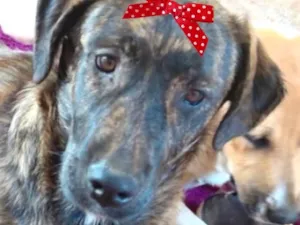 Cachorro raça SRD-ViraLata idade 2 a 6 meses nome Priscila