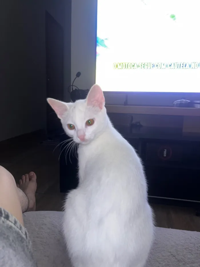 Gato raça SRD-ViraLata idade 2 a 6 meses nome Luna
