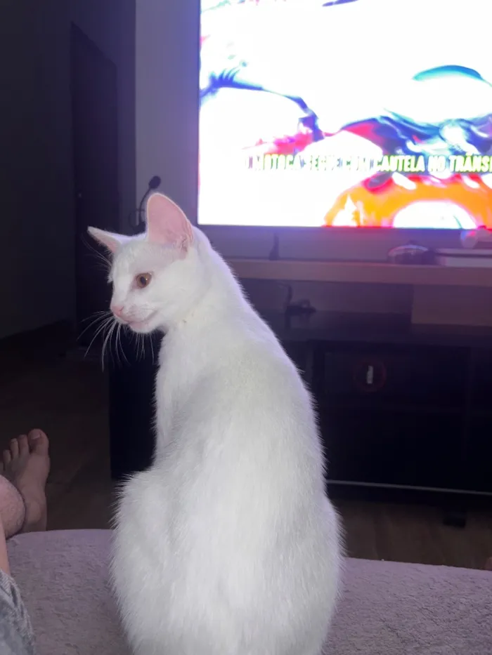 Gato raça SRD-ViraLata idade 2 a 6 meses nome Luna