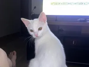 Gato raça SRD-ViraLata idade 2 a 6 meses nome Luna