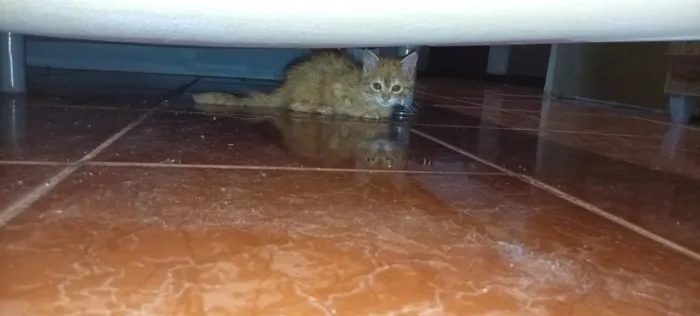 Gato raça SRD-ViraLata idade 2 a 6 meses nome Francisco Remela