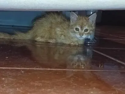 Gato raça SRD-ViraLata idade 2 a 6 meses nome Francisco Remela