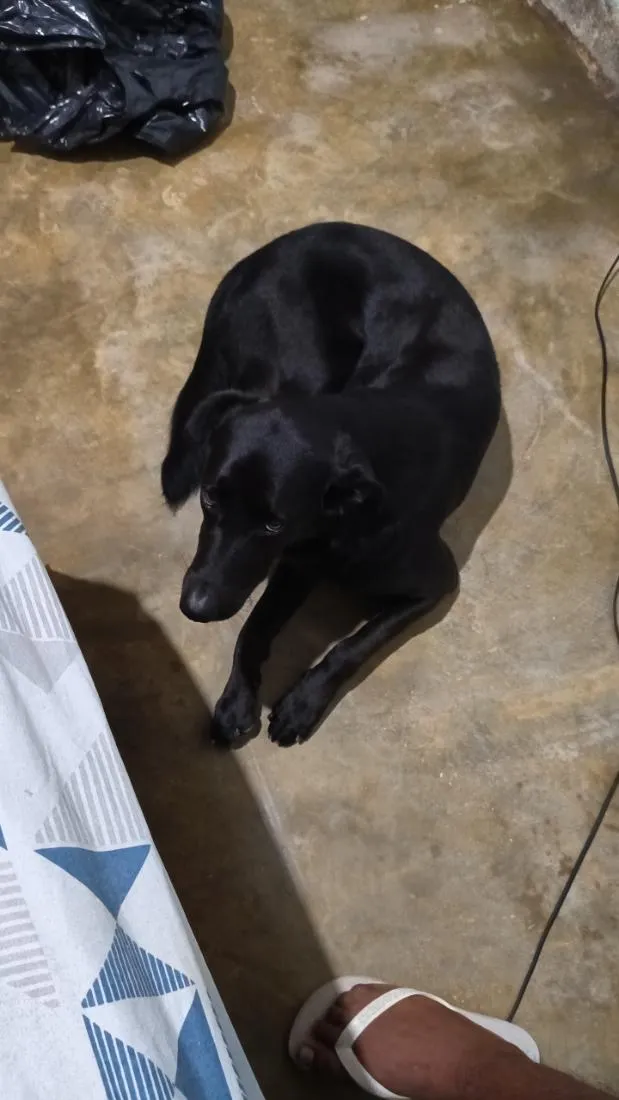 Cachorro raça Labrador idade 2 anos nome flora