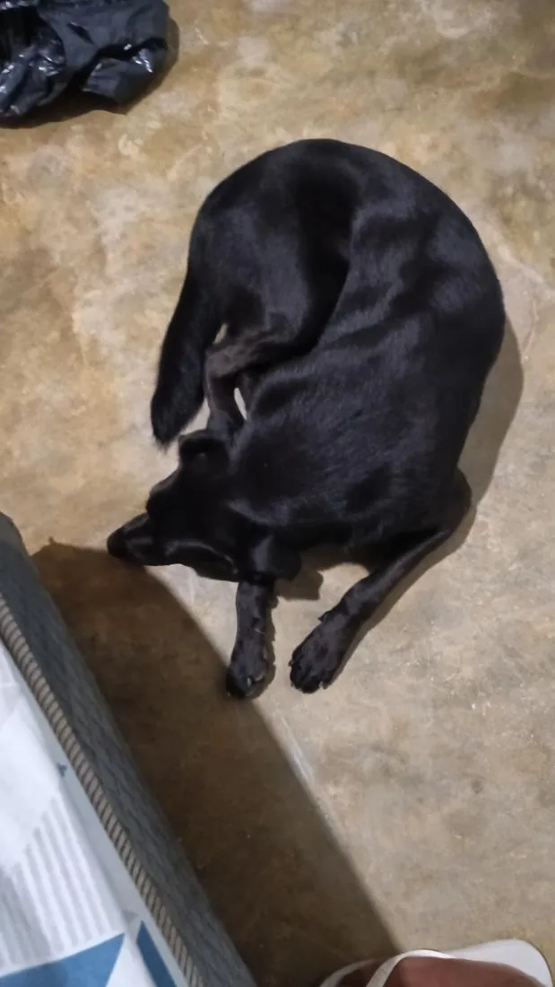 Cachorro raça Labrador idade 2 anos nome flora