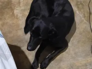 Cachorro raça Labrador idade 2 anos nome flora